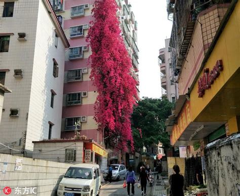 深圳蓮塘地鐵 外牆長植物風水